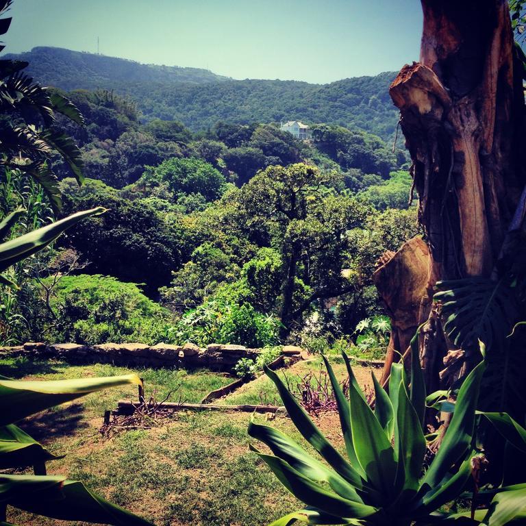 Auberge de jeunesse Jungle Monkey Backpackers à Port Saint Johnʼs Extérieur photo